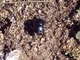 Escarabajo estercolero zumbador<br />(Geotrupes stercorarius)