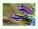 Escarabajo metálico de fémur grueso<br />(Oedemera nobilis)
