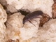 Escarabajo molinero<br />(Tenebrio molitor)
