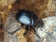 Escarabajo pelotero grande<br />(Scarabaeus sacer)