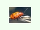Escarabajo punteado de los espárragos<br />(Crioceris duodecimpunctata)