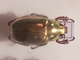 Escarabajo resplandeciente<br />(Chrysina resplendens)