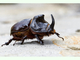 Escarabajo rinoceronte<br />(Oryctes nasicornis)