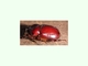 Escarabajo rinoceronte menor<br />(Phyllognathus excavatus)