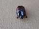 Escarabajo rinoceronte menor<br />(Phyllognathus excavatus)