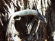 Escinco africano rayado<br />(Mabuya striata)