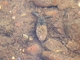 Escorpión acuático europeo<br />(Nepa cinerea)