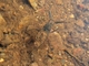 Escorpión acuático europeo<br />(Nepa cinerea)