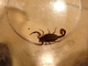 Escorpión elegante<br />(Centruroides elegans)