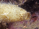 Esponja ciliada<br />(Sycon ciliatum)