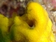Esponja de cuernos de gamo<br />(Axinella damicornis)