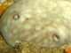 Esponja de cuero<br />(Chondrosia reniformis)