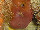 Esponja de cuero<br />(Chondrosia reniformis)