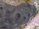 Esponja de cuero negra<br />(Sarcotragus spinulosus)