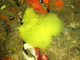 Esponja de red amarilla<br />(Clathrina clathrus)