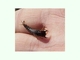Larva, por Vega