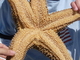 Estrella de mar del Pacífico<br />(Asterias amurensis)
