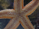 Estrella de mar europea<br />(Asterias rubens)