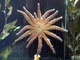 Estrella girasol<br />(Pycnopodia helianthoides)