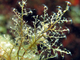 <i>Eudendrium racemosum</i>