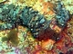 <i>Eupolymnia nebulosa</i>