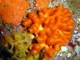 Falso coral Myriapora truncata<br />(Myriapora truncata)