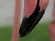 Flamenco común<br />(Phoenicopterus roseus)