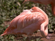 Flamenco rosa<br />(Phoenicopterus ruber)