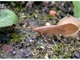 Friganea limnefílida<br />(Stenophylax sp.)
