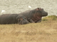 Con <a href='ficha.php?id=448'>hipopótamos</a>., por Carmen Jiménez