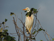 Garcilla bueyera<br />(Bubulcus ibis)