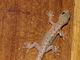 Geco casero común<br />(Hemidactylus frenatus)