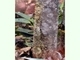 Geco de cola plana<br />(Uroplatus fimbriatus)