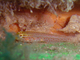 Gobio cabeza dorada<br />(Gobius xanthocephalus)