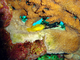 Gobio coral limón<br />(Gobiodon citrinus)