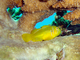 Gobio coral limón<br />(Gobiodon citrinus)