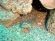 Gobio embridado<br />(Coryphopterus glaucofraenum)