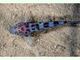 Gobio leopardo<br />(Thorogobius ephippiatus)