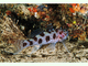 Gobio leopardo<br />(Thorogobius ephippiatus)