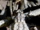 Gorgojo Brachycerus undatus<br />(Brachycerus undatus)