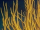 Gorgonia amarilla<br />(Leptogorgia viminalis)