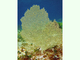 Gorgonia de malla ancha<br />(Gorgonia mariae)