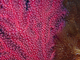 Gorgonia roja<br />(Paramuricea clavata)