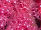 Gorgonia roja<br />(Paramuricea clavata)