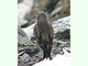 Gorrión alpino<br />(Montifringilla nivalis)