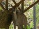 Gran kudú<br />(Tragelaphus strepsiceros)