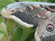 Gran pavón nocturno<br />(Saturnia pyri)