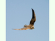 Halcón borní<br />(Falco biarmicus)