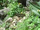 Heliconio cebra<br />(Heliconius charithonia)