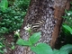 Heliconio cebra<br />(Heliconius charithonia)